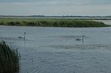 camargue (9)